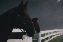 Load image into Gallery viewer, Saturday May 23 at 10am in Monroe, NJ