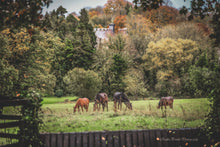 Load image into Gallery viewer, June 7 – June 14, 2026 County Tipperary, Ireland