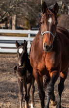 Load image into Gallery viewer, Saturday May 23 at 10am in Monroe, NJ