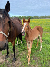 Load image into Gallery viewer, Saturday May 23 at 10am in Monroe, NJ