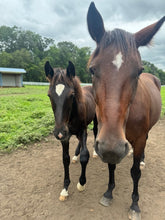 Load image into Gallery viewer, Saturday May 23 at 10am in Monroe, NJ