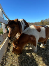 Load image into Gallery viewer, Saturday May 23 at 10am in Monroe, NJ